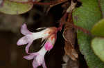 Trailing arbutus